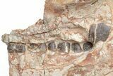 Fossil Running Rhino (Hyracodon) Lower Skull - Wyoming #216119-7